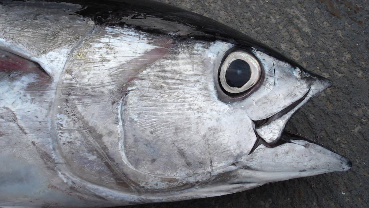 Read more about the article Major progress on bigeye management – but shortfalls on other species