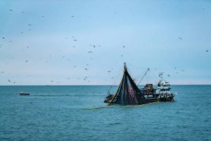 Black Sea fisheries. Image: @FAO/Amico C - @ Fiskerforum
