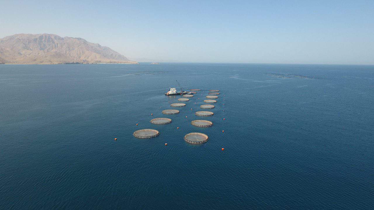 Read more about the article Sea bream farm is Oman’s first BAP-certified facility