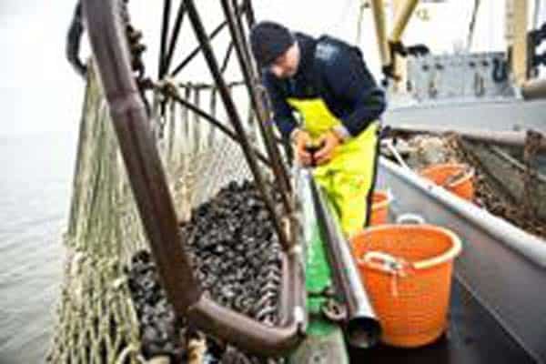 Read more about the article Blue mussel fishers of Lower Saxony achieve MSC certification for sustainable fishing