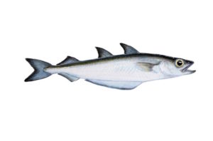 Blue whiting - @ Fiskerforum