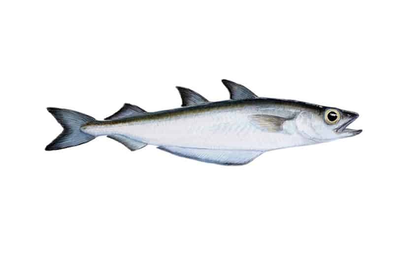 Read more about the article Iceland lifts blue whiting quota