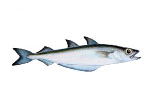 Iceland's Ministry of Fisheries has announced a boosted blue whiting quota share for 2018 - @ Fiskerforum