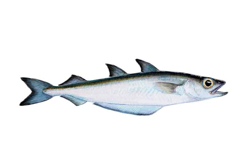 Read more about the article Iceland boosts blue whiting quota, lifts capelin quota