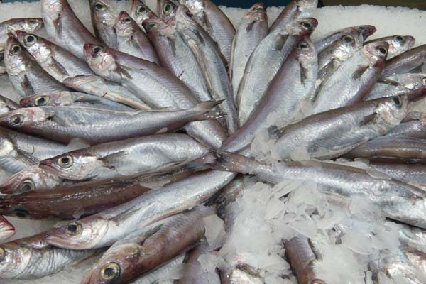 Read more about the article First blue whiting enters MSC assessment