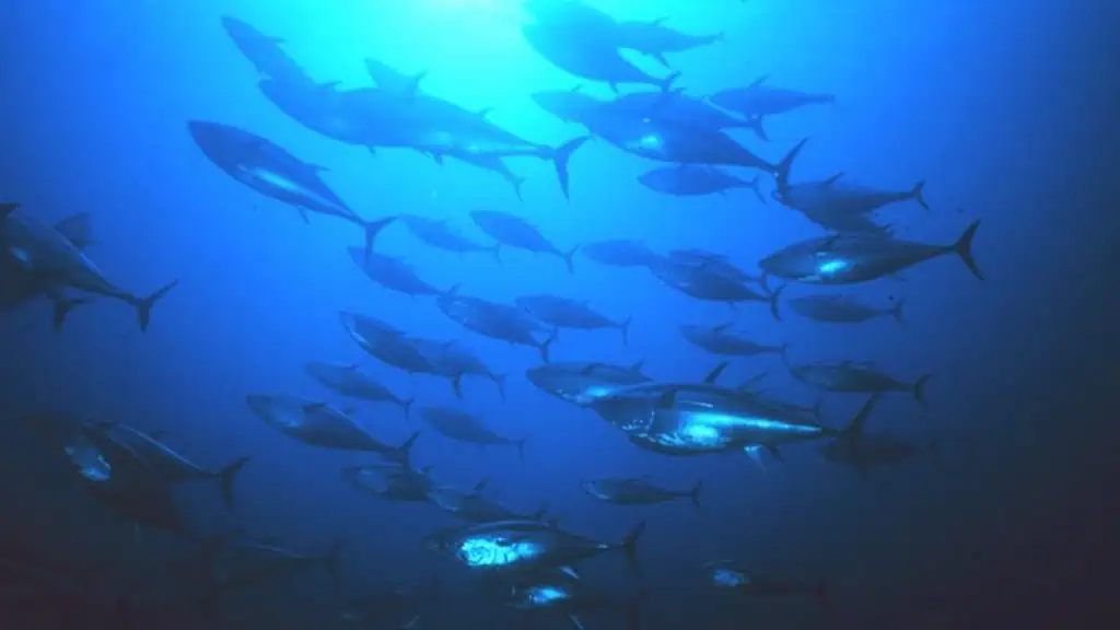 Read more about the article MEPs back new management plan for bluefin tuna