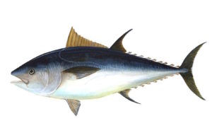 Bluefin tuna - @ Fiskerforum