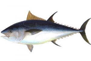 Bluefin tuna are increasingly widespread around the British Isles. Image: NOAA - @ Fiskerforum