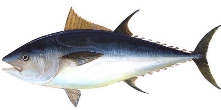 Bluefin tuna are increasingly widespread around the British Isles. Image: NOAA - @ Fiskerforum