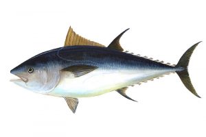 The EU bluefin tuna quota for this year is 13