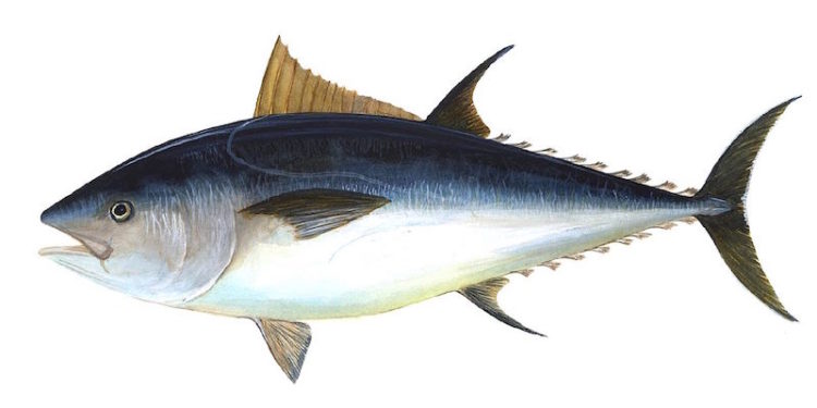 The EU bluefin tuna quota for this year is 13