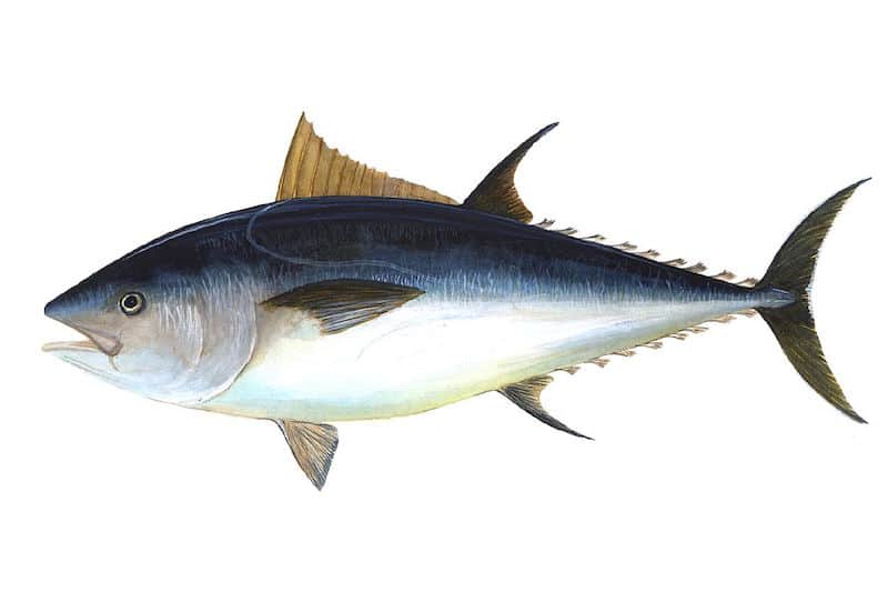 Read more about the article Smooth bluefin season