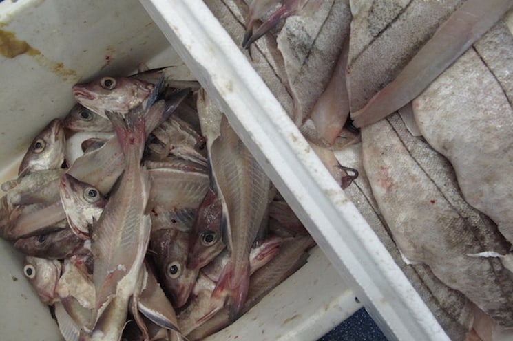 Read more about the article Lancashire fishseller pleads guilty to buying without registration