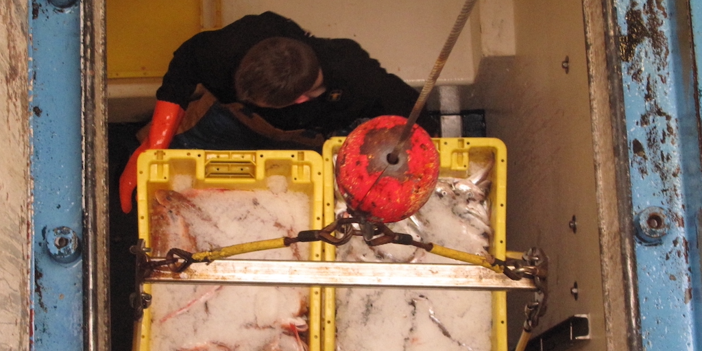 Read more about the article Fisheries play crucial role in combating climate change, says ICFA