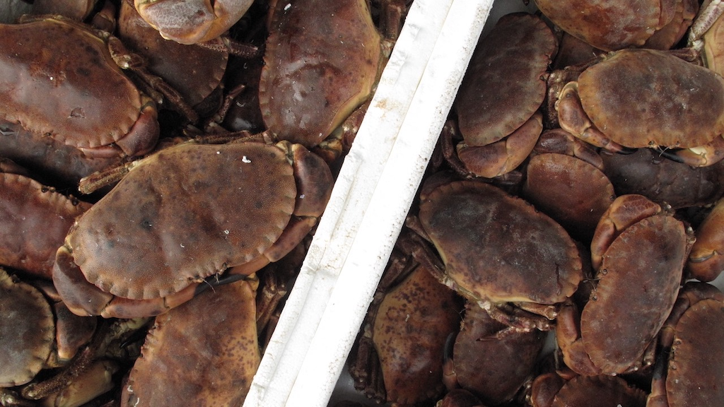 Read more about the article Seafood industry engages with Commissioner’s cabinet on need for an EU Blue Foods Action Plan