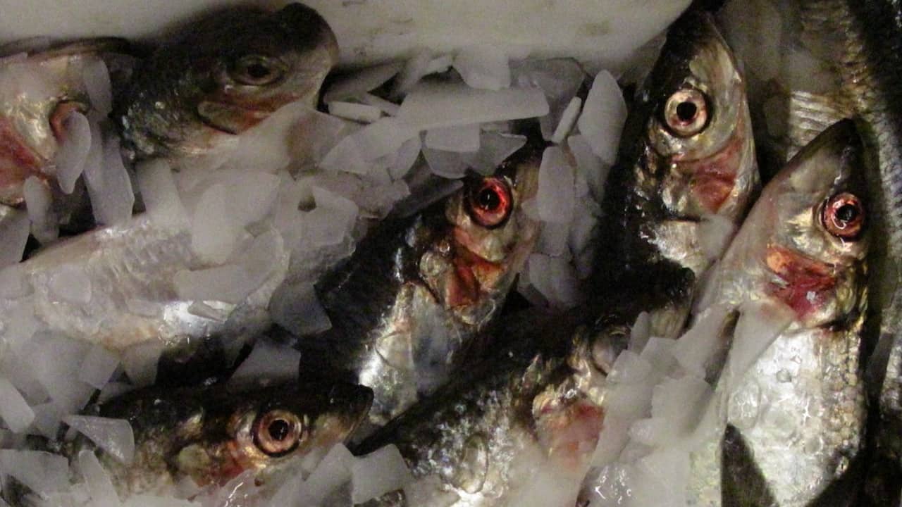 Read more about the article MSC suspends pelagic fisheries certification