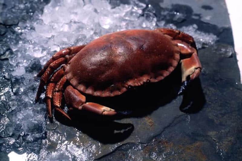 Read more about the article Ireland’s brown crab FIP