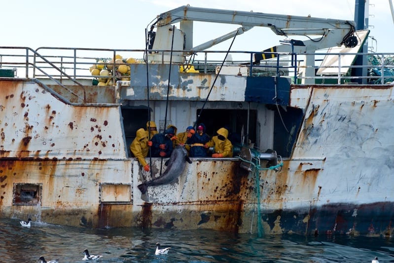 Read more about the article Combined IUU vessel list to tackle illegal fishing