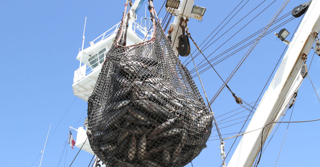 Read more about the article How much duty-free competition can Europe’s tuna sector take?