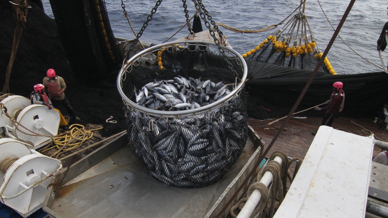 Read more about the article French purse seiners awarded certification for Atlantic tuna