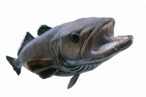 COLTO states that the petition against Amazon selling toothfish is inaccurate
