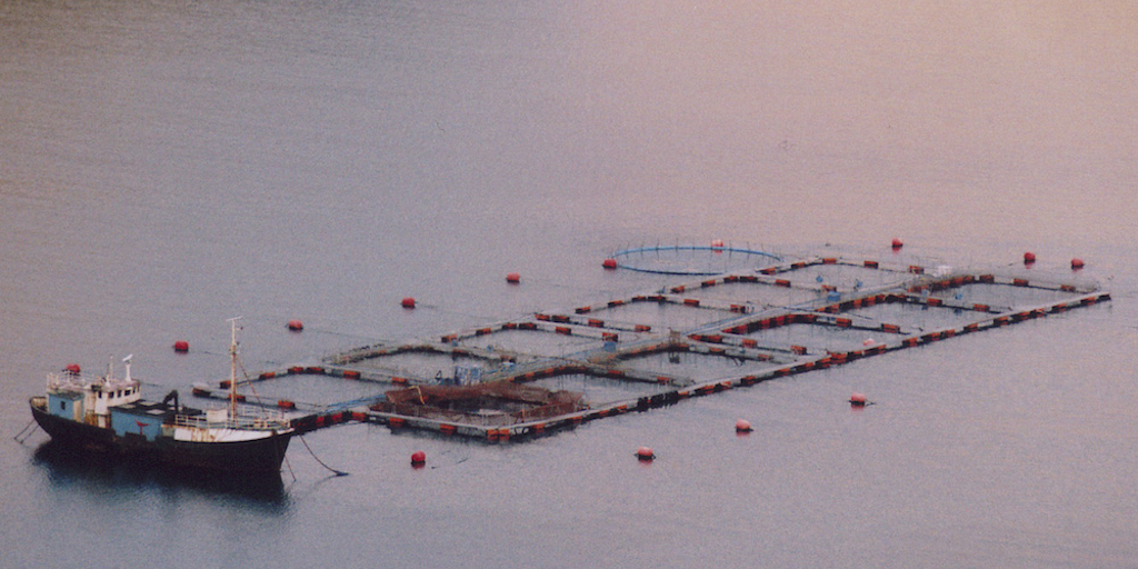 Read more about the article Feedlot aquaculture warning delivered at COFI37