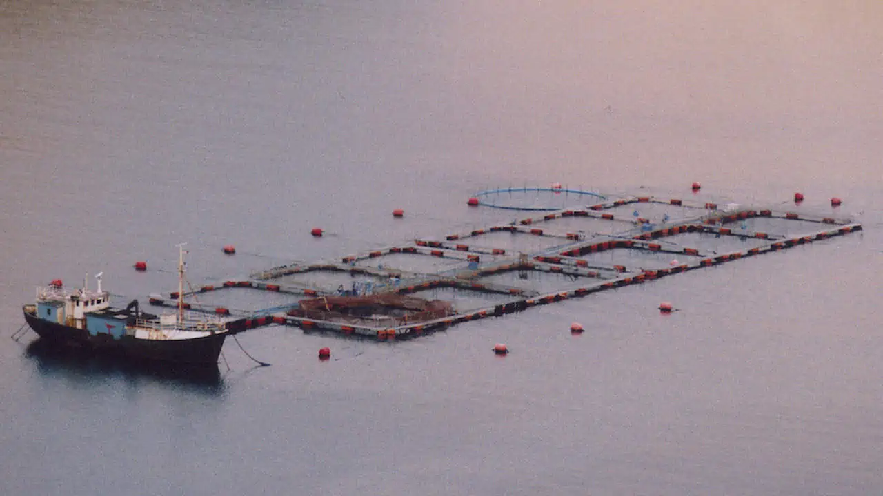 Read more about the article Planned transition from open-net pen salmon farming in BC