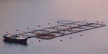 Fish welfare report misses science and critical practical realities