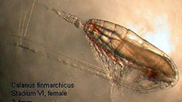 Read more about the article Opportunities for copepod fishery