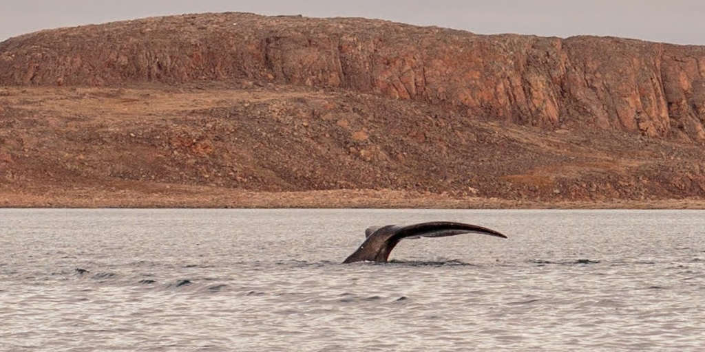 Read more about the article Canada launches whalesafe strategy