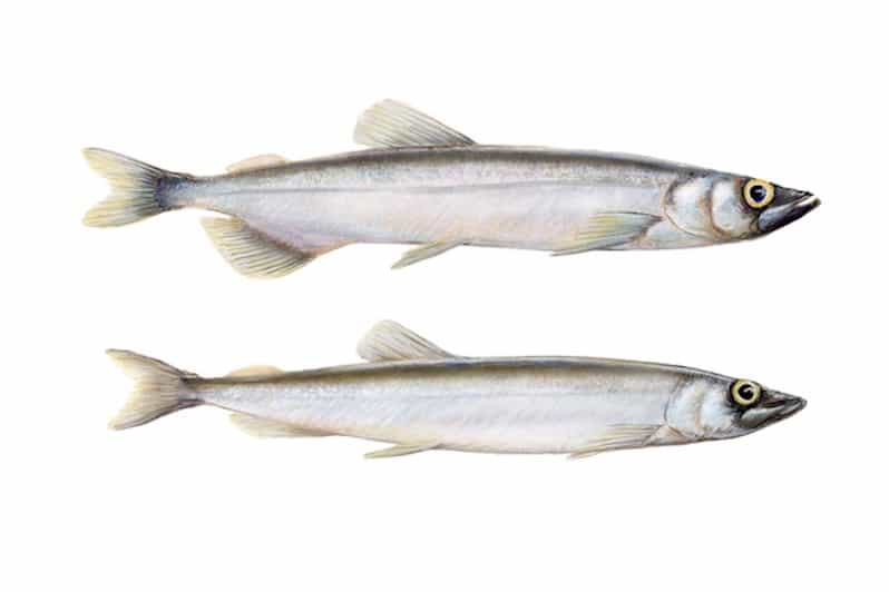 Read more about the article 57,000 tonne Icelandic capelin quota