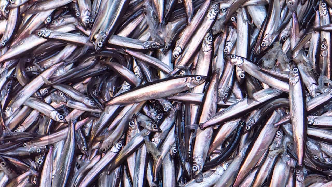 Read more about the article Capelin search underway