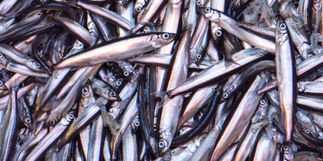 Capelin season gets green light