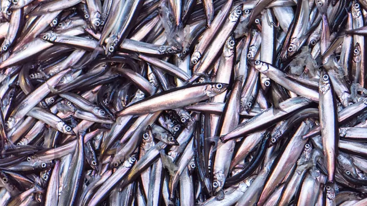 Read more about the article Minister confirms December capelin survey to go ahead