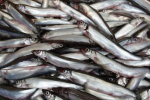 The first capelin of the year has been caught off NE Iceland - @ Fiskerforum