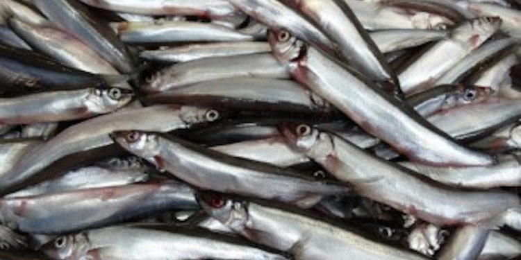 The first capelin of the year has been caught off NE Iceland - @ Fiskerforum