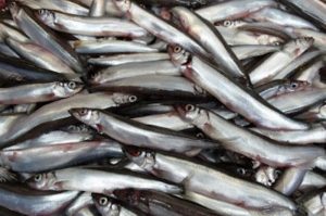 Iceland's capelin season is in full swing - @ Fiskerforum