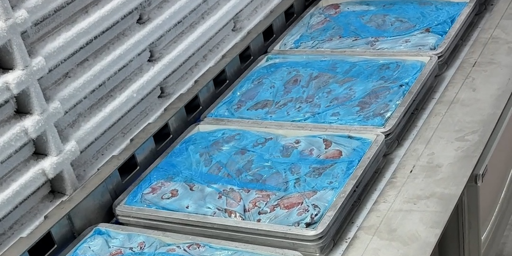 Read more about the article Automated redfish production goes live at New Brunswick plant