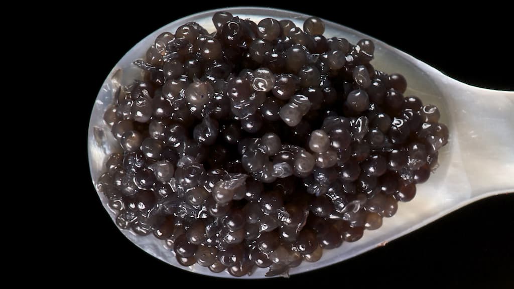 Read more about the article Concern as US shuts door on EU caviar