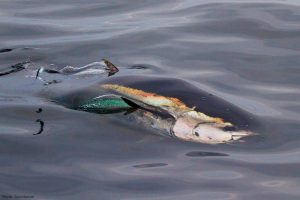 Bluefin tuna were once a familiar sight and appear to be making a return to UK waters - @ Fiskerforum