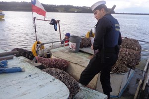 Seafood seized in Chiloé - @ Fiskerforum