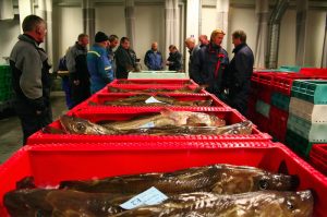 Cod on a Danish fish auction - @ Fiskerforum