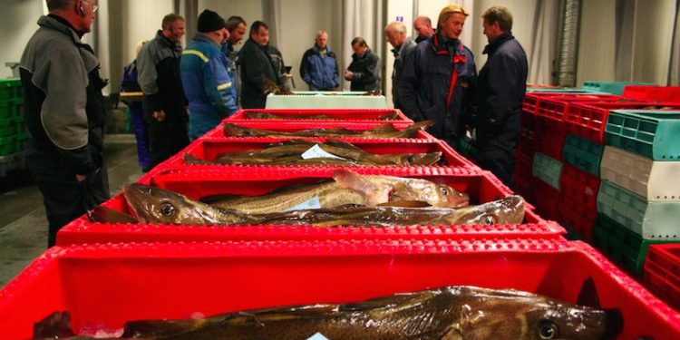 Cod on a Danish fish auction - @ Fiskerforum
