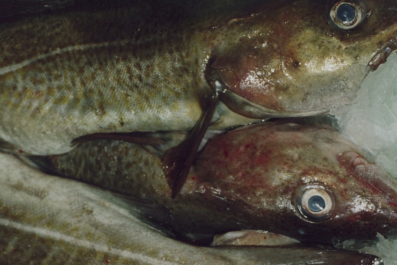 Read more about the article Alarm bells ring for Baltic cod