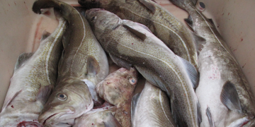 Cod become climate refugees