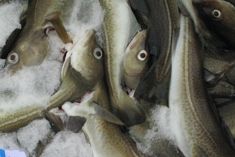 Read more about the article Cod trial report published