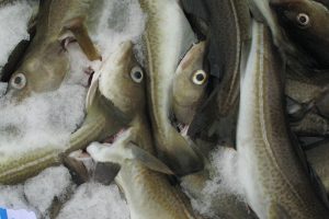 Fisheries management of cod has been a failure