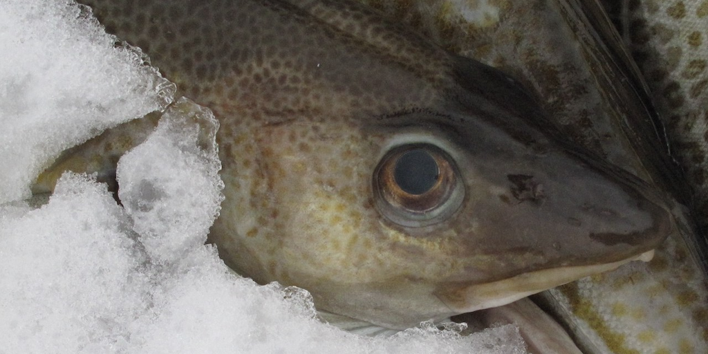 Read more about the article Focus on sustainability measures – as ecosystem challenges persist for south coast cod stock