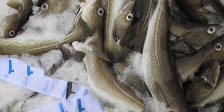 North Sea cod now has MSC certification - @ Fiskerforum