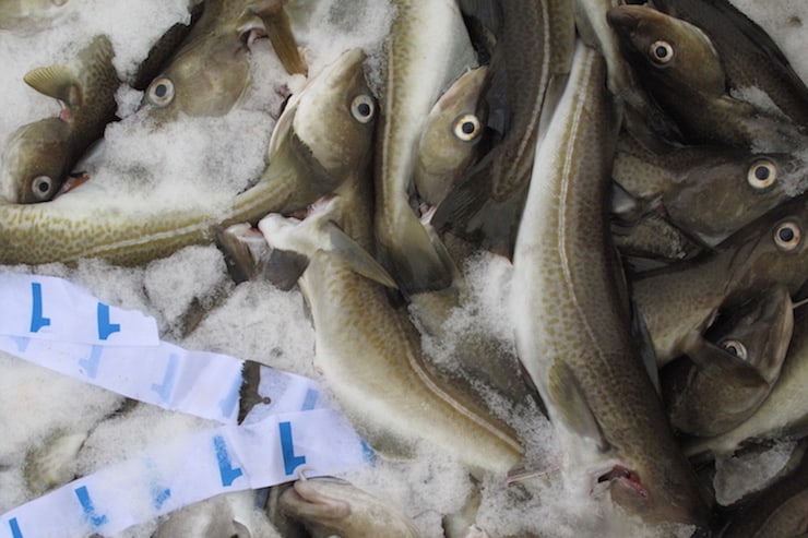 Read more about the article North Sea cod gets MSC label